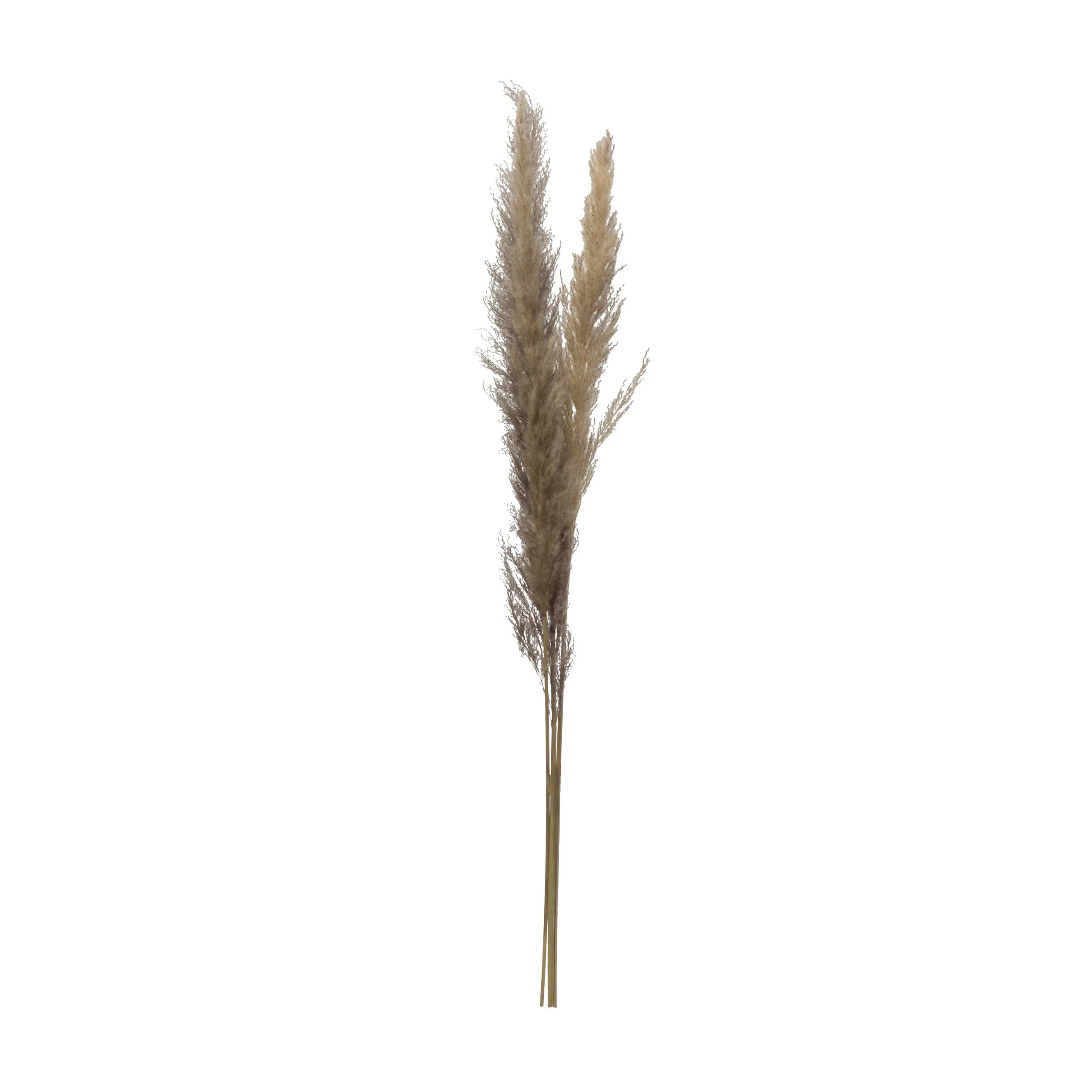 Dried Natural Pampas Grass Bunch